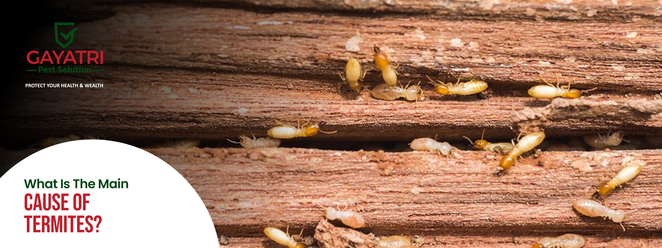 Cause of Termites
