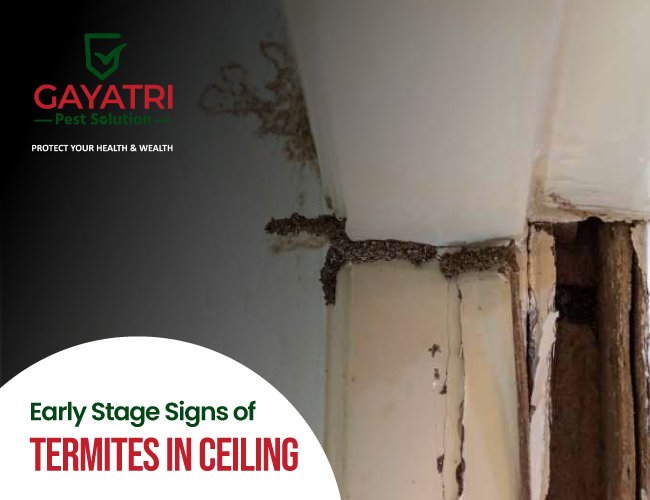 Early Stage Signs of Termites in Ceiling!