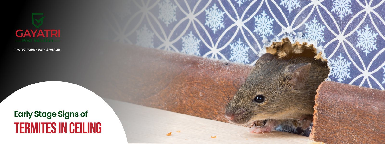 how to get rid of rats at home how to get rid of rats at home