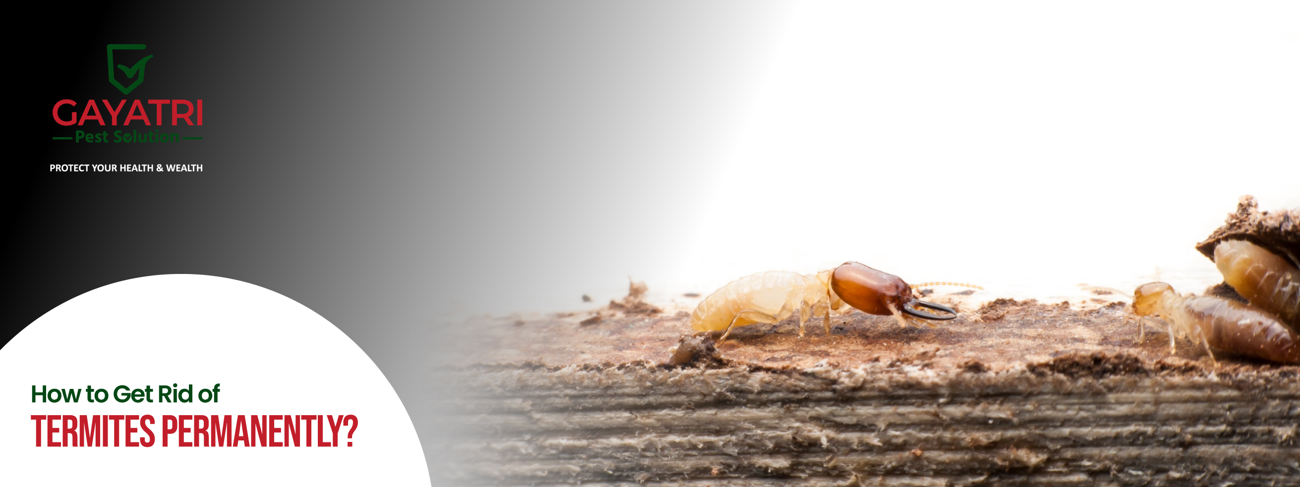 How to Get Rid of Termites Permanently