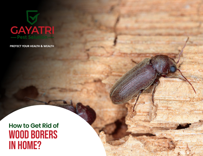 Get Rid of Wood Borers in the Home