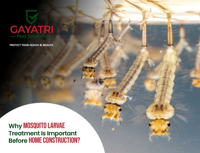 Mosquito Larvae Treatment