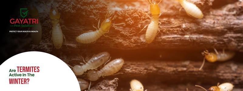 ermites Active in the Winter