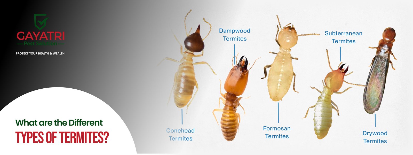 types of termites