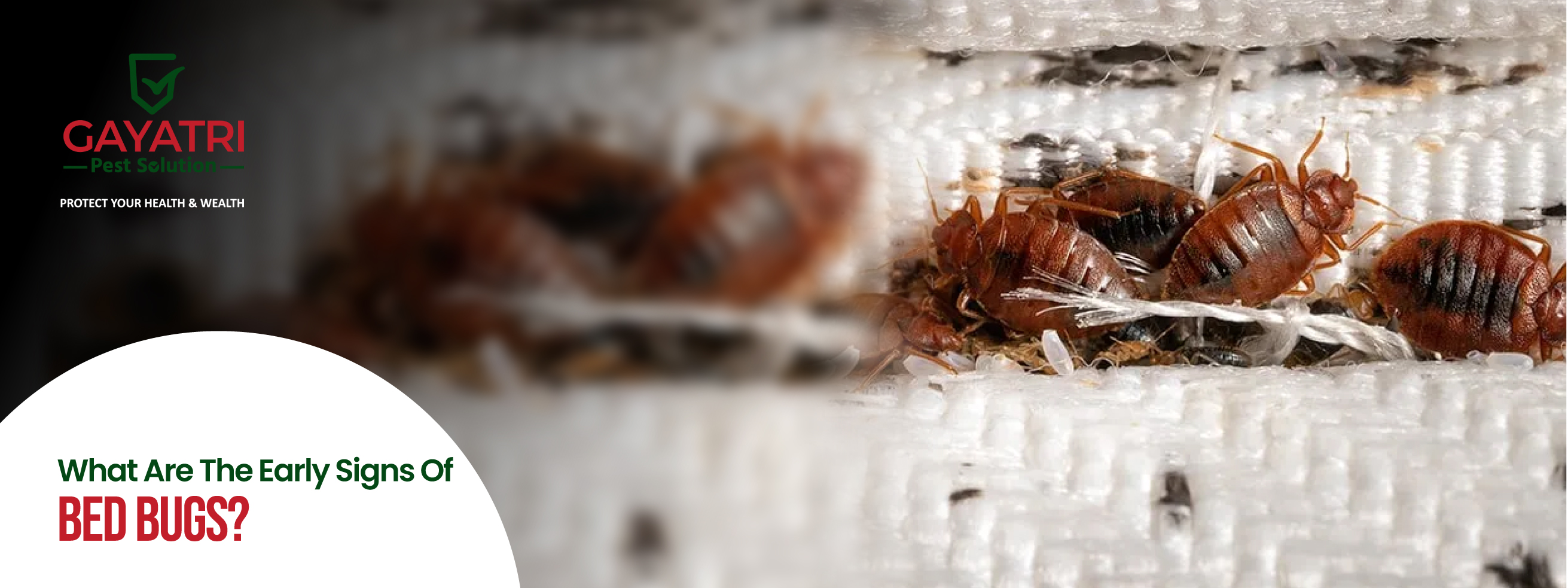 Early Signs of Bed Bugs Early Signs of Bed Bugs