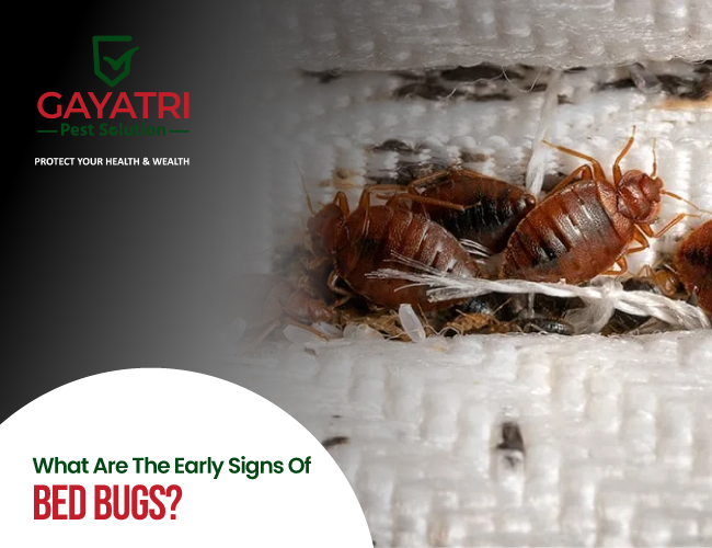 Importance of Regular Termite Inspections