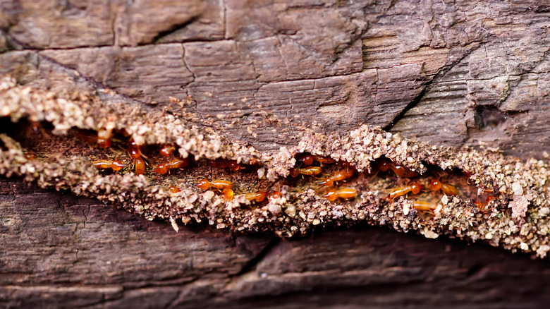 Hollow-Sounding Wood