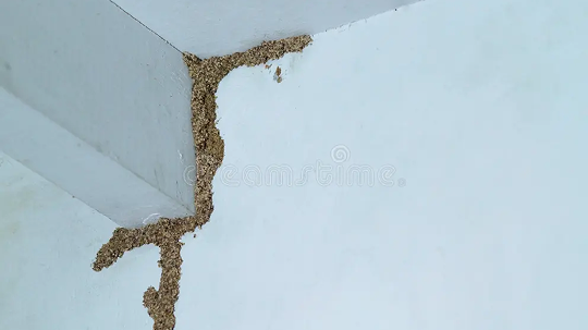 Mud Tubes on Walls or Foundations