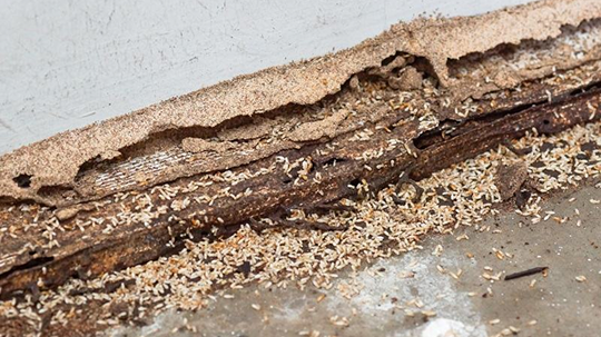 Presence of Termite Droppings and Drywood (Frass)