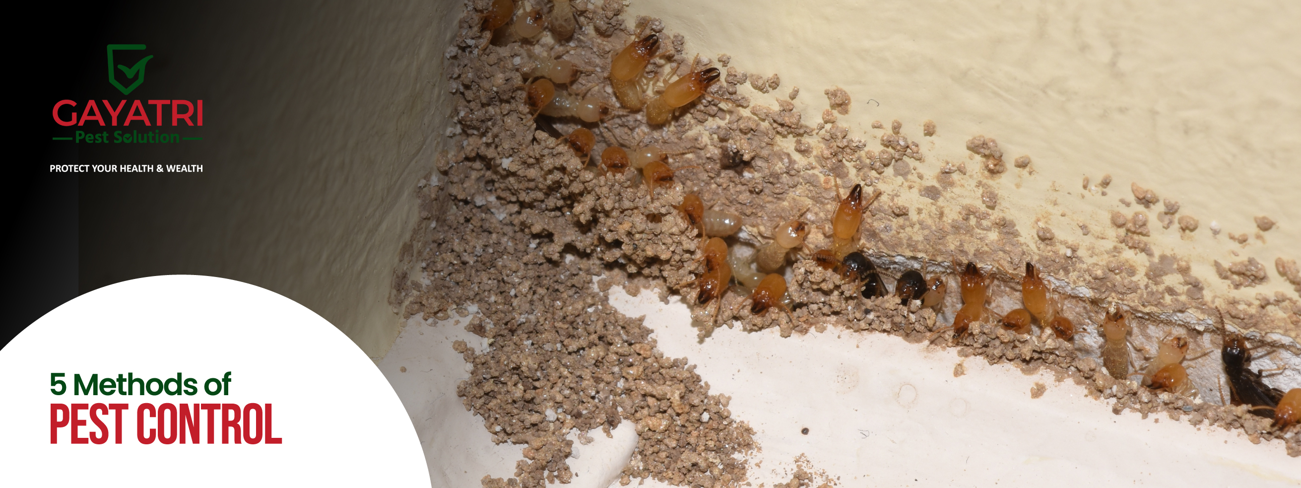 Signs of Termite Infestation